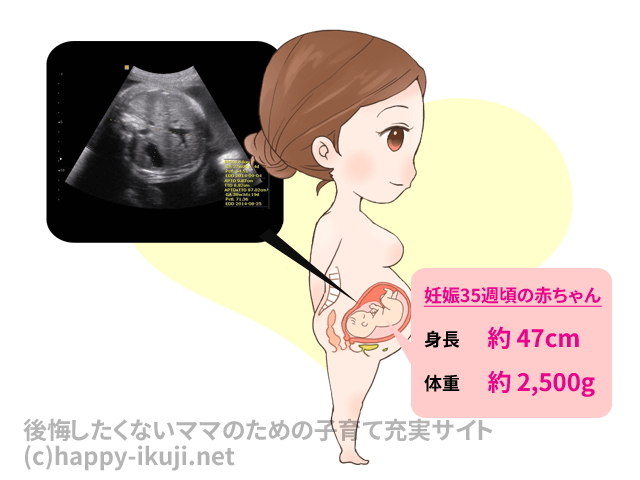 【エコー写真とイラストで助産師が解説】妊娠９か月のおりものの変化・息切れ・動悸の理由とおなかの赤ちゃん