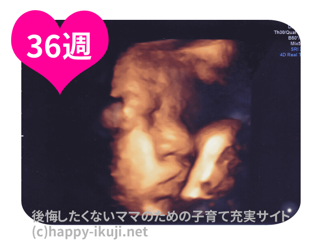妊娠36週(36w)50人の体験談!前駆陣痛が増加・おしるしや子宮口の開き