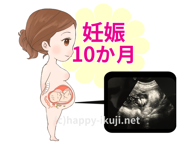 妊娠10か月のお腹の中では何が起こっているの?エコー写真とイラストで解説