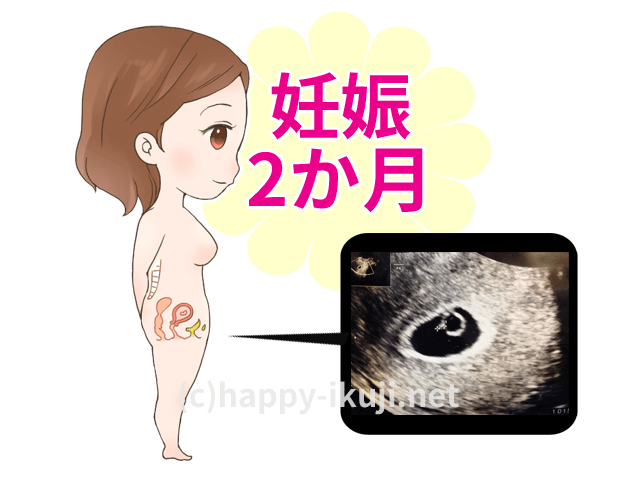 妊娠2か月のお腹の中では何が起こっているの?エコー写真とイラストで解説
