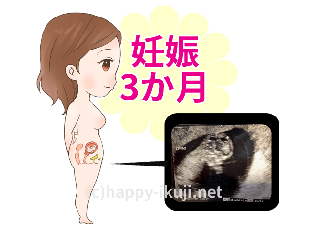 妊娠3か月のお腹の赤ちゃんの成長をエコー写真とイラストで解説!この時期にしたいこと
