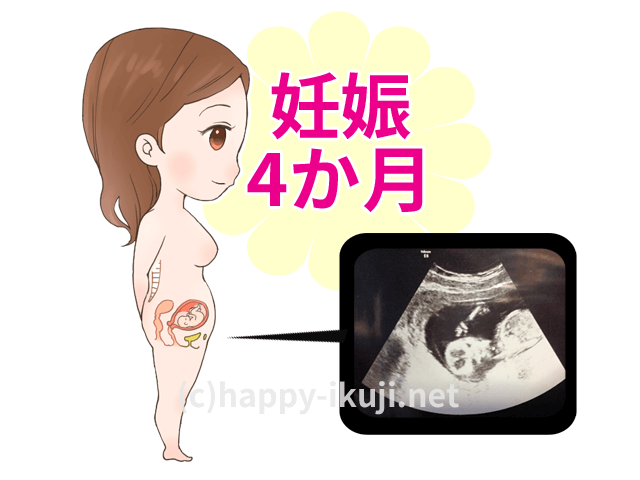 妊娠4か月のお腹の赤ちゃんの成長をエコー写真とイラストで解説