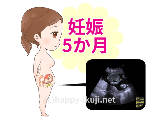 妊娠5か月のお腹の赤ちゃんの成長をエコー写真とイラストで解説!この時期にしたいこと