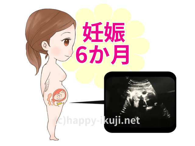 妊娠6か月のお腹の赤ちゃんの成長をエコー写真とイラストで解説
