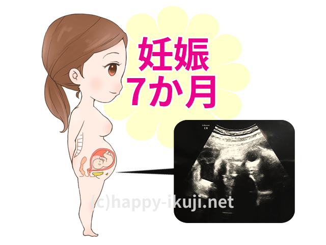 妊娠7か月の胎児は約1キロに!妊娠24週～妊娠27週の赤ちゃんの成長と妊婦が避けたいこと