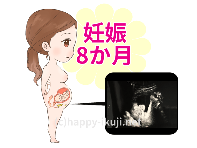妊娠8か月のお腹の赤ちゃんの成長をエコー写真とイラストで解説