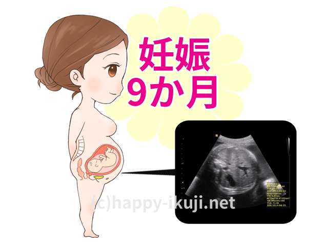 妊娠9か月のお腹の赤ちゃんはどう過ごしているの?エコー写真とイラストで解説
